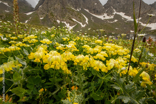 Coronilla balansae photo