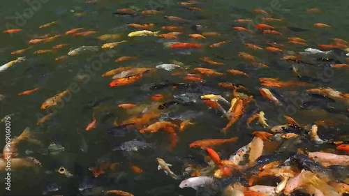 colorful fish in the pond

 photo