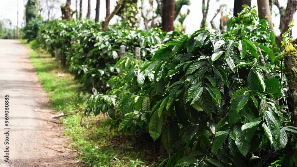 Beautiful coffee plantation in Mudigere, India in the state of karnataka. Beautiful coffee plantation in Mudigere, India in the state of karnataka.