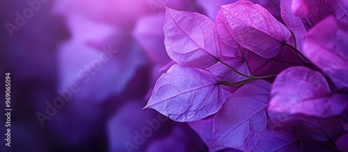 Close up of a purple bougai...