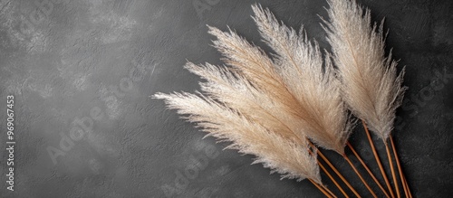 Reed Plume Stem Dried Pampa...