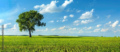 Pine tree located in a gree...