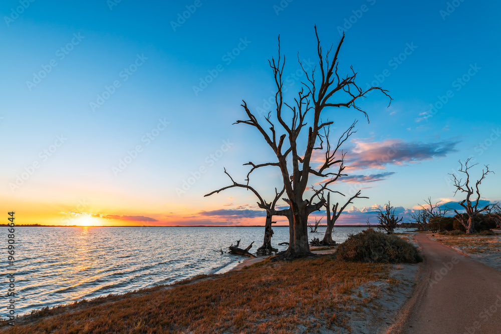 Lake Bonney dry tree silhouettes growing along the lakeshore at sunset, Riverland, South Australia