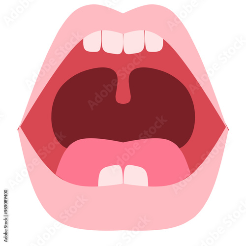 Baby teeth Illustration. Baby teething. Primary tooth development. Baby teeth chart.