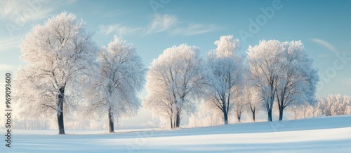 Winter trees covered in whi...