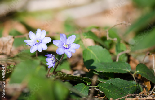 Purple Flower