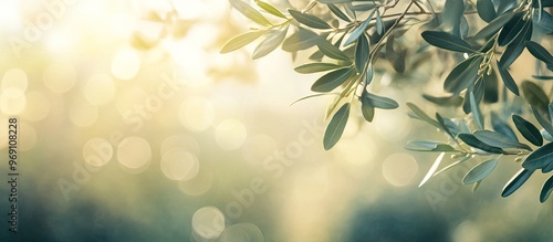 Olive tree branches in a fi...