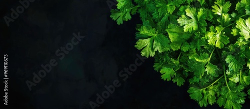 Top view of a fresh coriand...