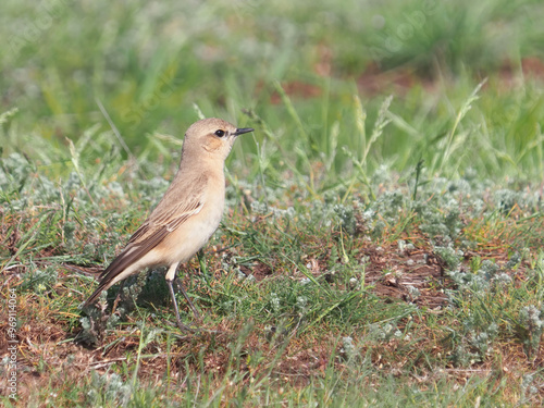 The isabelline wheatear bird on a meadow in spring, Oenanthe isabelline
