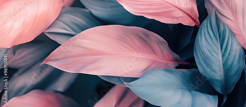 Tropical leaves against a p...