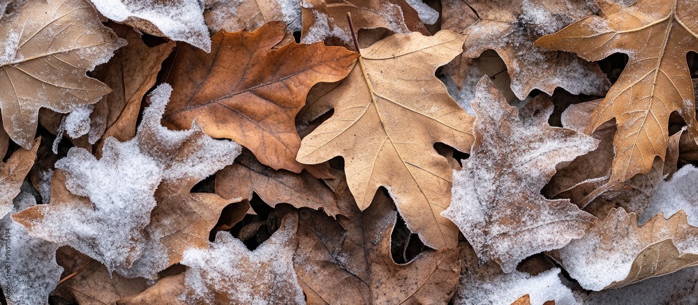 Close up abstract texture of dried oak leaves lying on a background of white snow. with copy space image. Place for adding text or design Close up abstract texture of dried oak leaves lying on a background of white snow. with copy space image. Place for adding text or design