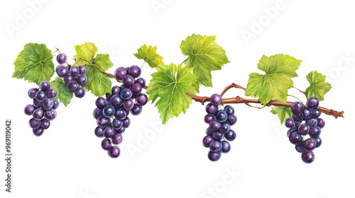 Wallpaper Mural Grapes with branch, isolated on transparent background, fresh fruit bunch Torontodigital.ca