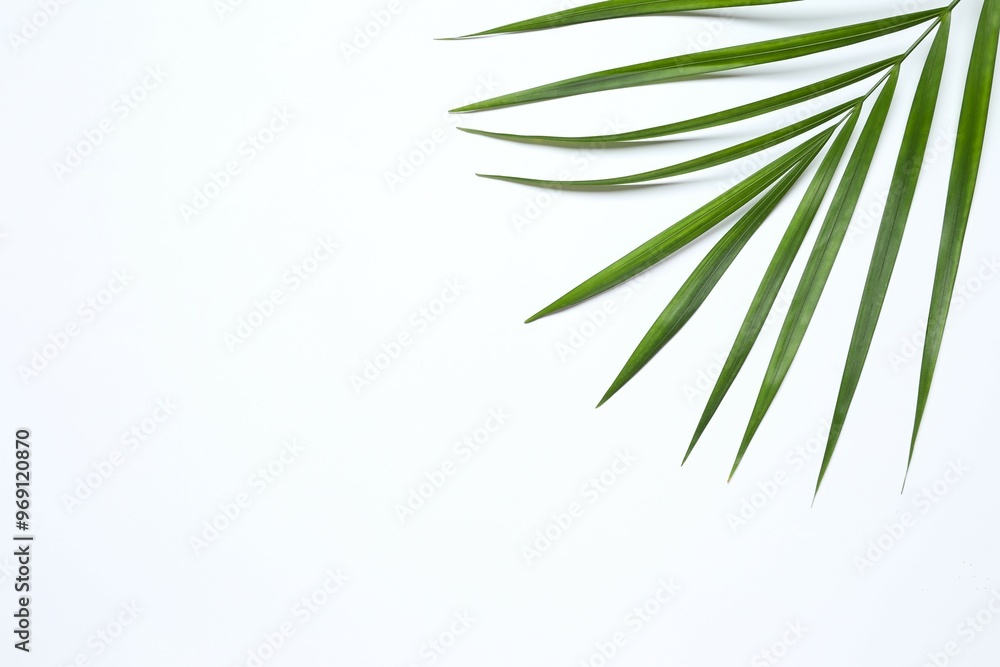 Green palm leaf on white background Green palm leaf on white background