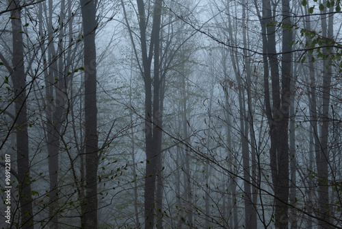 View of trees in the forest in foggy weather. Trunks of trees in the forest in foggy weather. Acelle Plateau, Sakarya Plateaus, Türkiye.