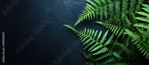 Beautiful green fern on a d...