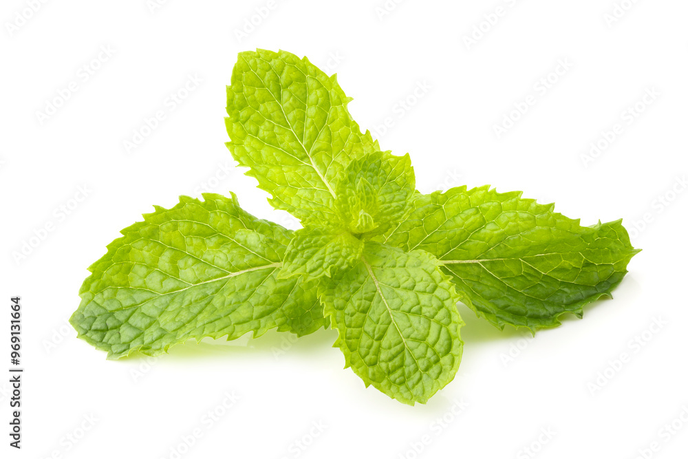 Fresh mint leaf isolated on a white background Fresh mint leaf isolated on a white background