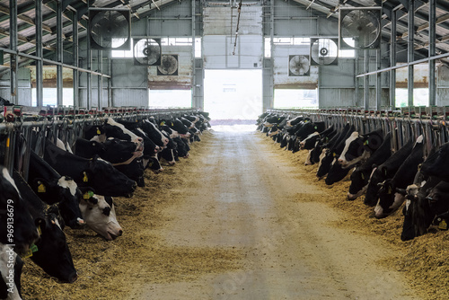 Canvas Print Cows in cowshed on a dairy cattle farm
