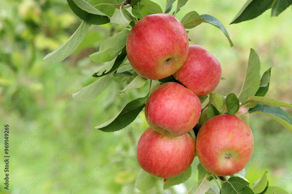 ripe apples on tree branch ripe apples on tree branch