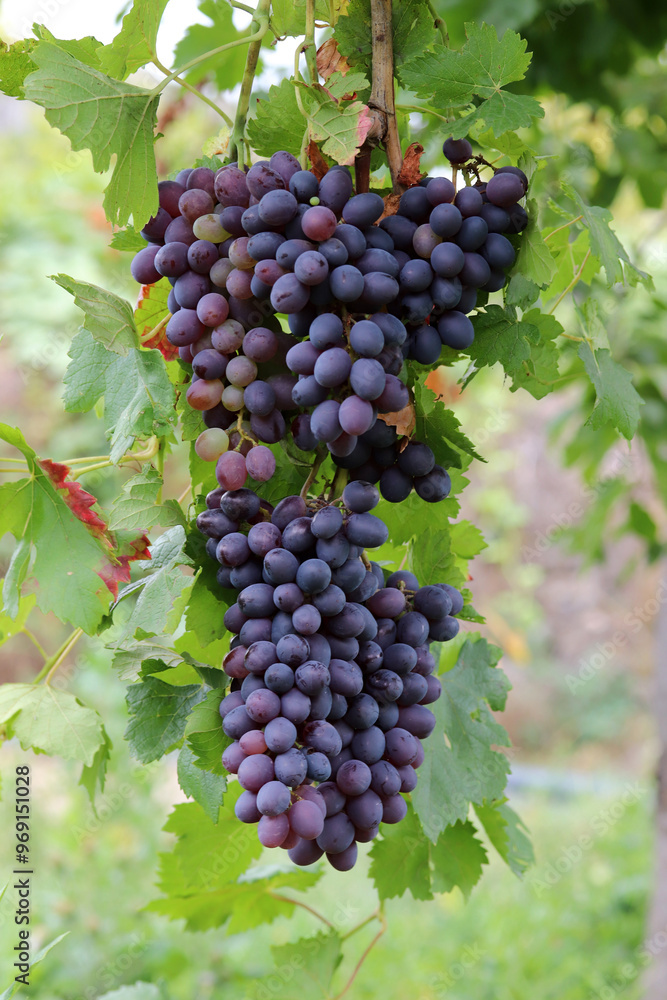 Red grape branch in the vineyard Red grape branch in the vineyard