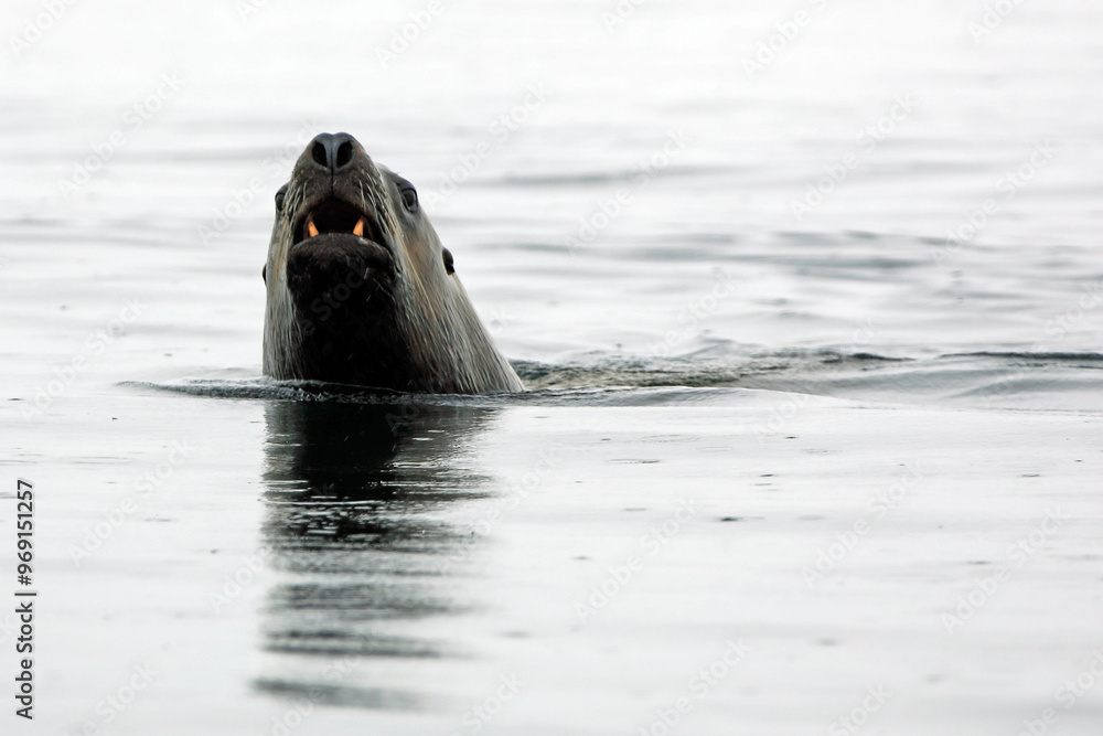 Fototapeta premium Seelöwe taucht auf