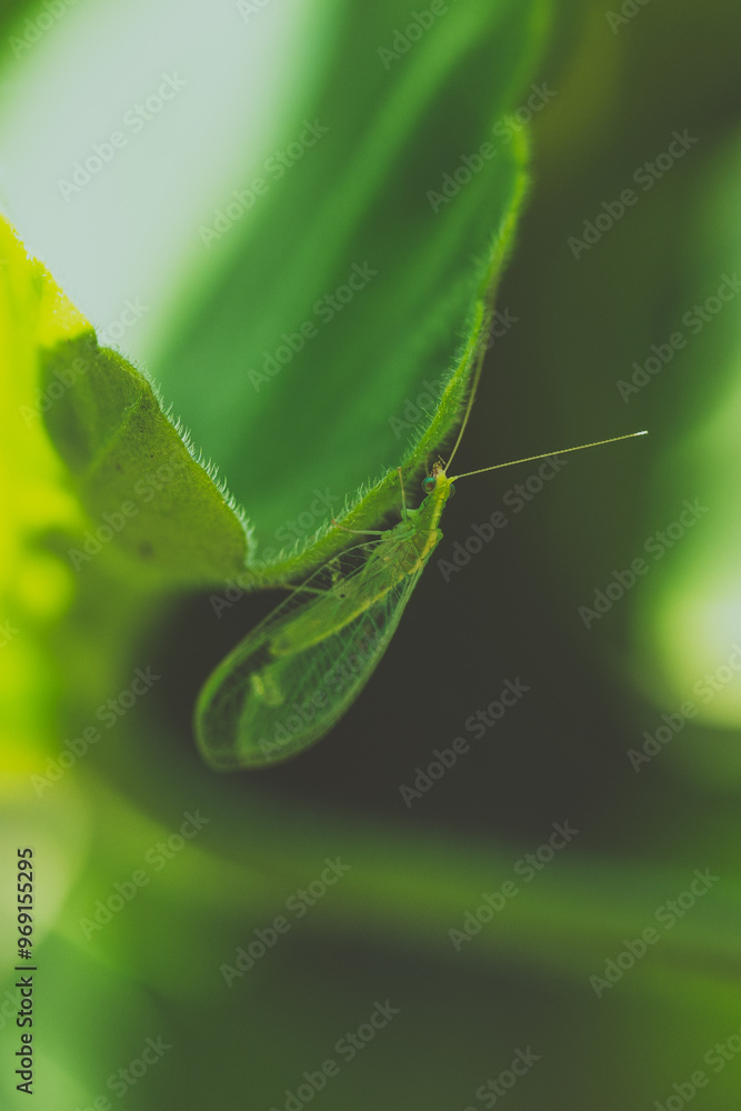green caterpillar on leaf green caterpillar on leaf