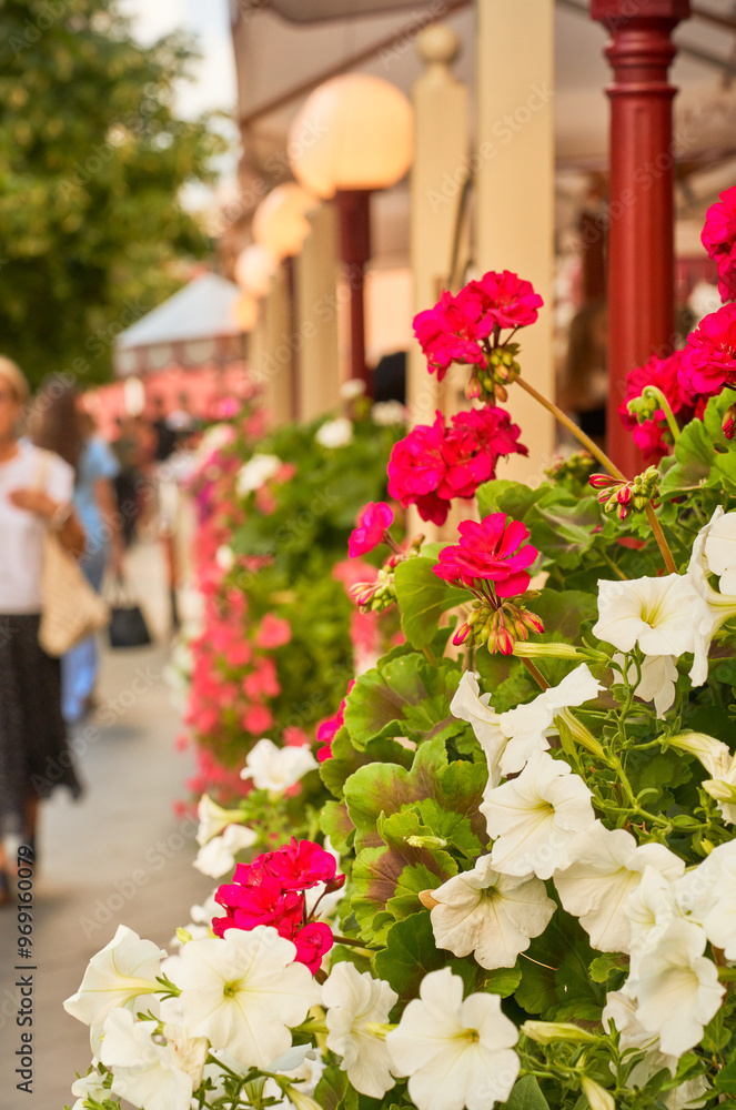 Fototapeta premium Beautiful white and red petunia flowers in a flower shop. 
