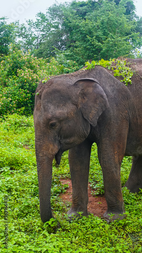 Sri Lankan elephant in Udawalawe National Park photo