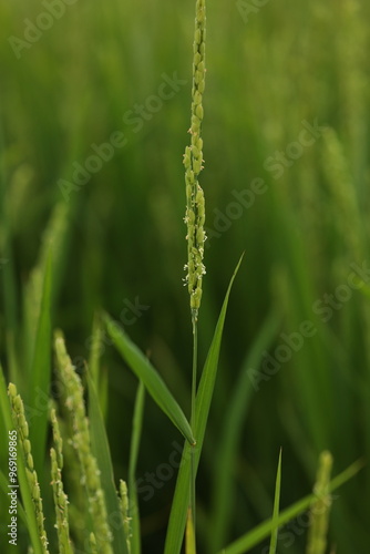 7月末の北竜町で見かけた稲の花