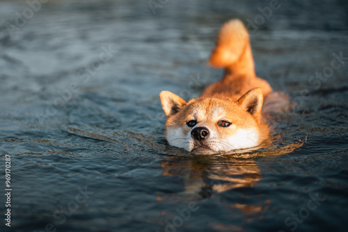 Obraz na plátně A Red Shiba Inu dog is swimming in a Baltic sea