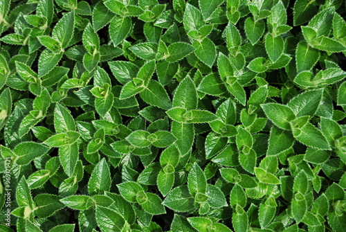 close shot of Karvy, Strobilanthes Callosa, a wild vegetation on the plateau of Kas, Satara area, Maharashtra, India.  photo