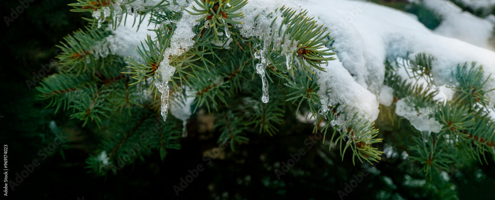 snow and frozen drops of water on the needles of spruce branches. The concept of spring, thaw, New Year mood. green postcard with a macro view of nature