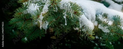 snow and frozen drops of water on the needles of spruce branches. The concept of spring, thaw, New Year mood. green postcard with a macro view of nature