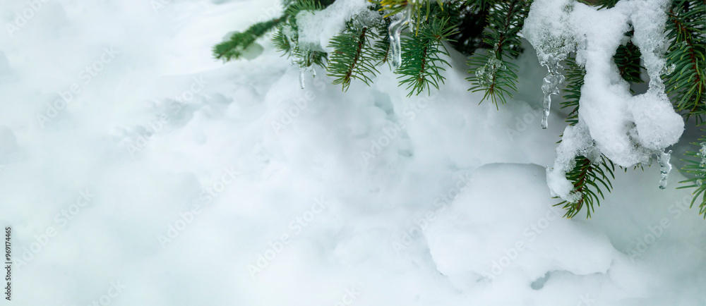 On a white background of snow. Green branches of the Christmas tree. frozen countryside scene in winter with snow. forest view, trees in ice