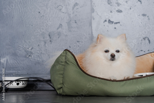 active cute and funny dog ​​in a booth at home playing and looking at the camera, cozy place for a playful pomeranian puppy, our little furry friends animals photo