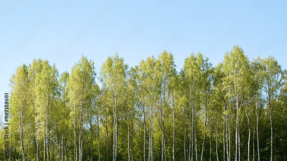 Autumn Landscape Banner: Vibrant Green Forest Trees in Wood Against a Blue Sky, Ideal for Greeting Cards, Nature in October or November. photo Autumn Landscape Banner: Vibrant Green Forest Trees in Wood Against a Blue Sky, Ideal for Greeting Cards, Nature in October or November. photo