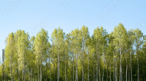 Autumn Landscape Banner: Vibrant Green Forest Trees in Wood Against a Blue Sky, Ideal for Greeting Cards, Nature in October or November. photo