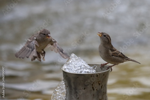 Sparrows drink water from a city fountain