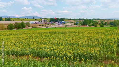 Field sunflowers and a farm with a. photo