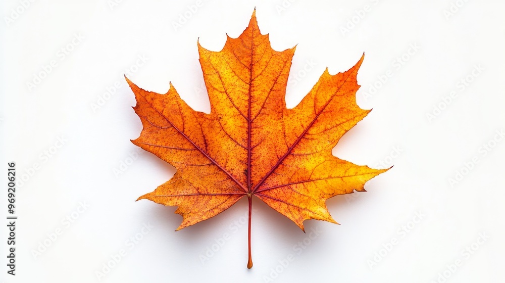 A Single Maple Leaf Against a White Background A Single Maple Leaf Against a White Background