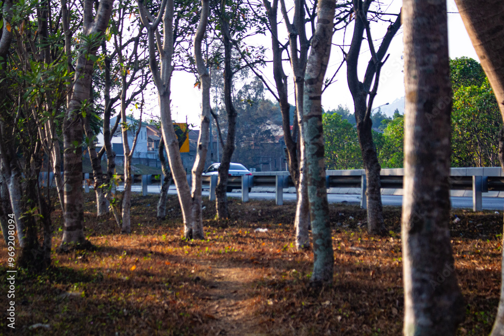 Highway behind tall trees on a bright morning Highway behind tall trees on a bright morning