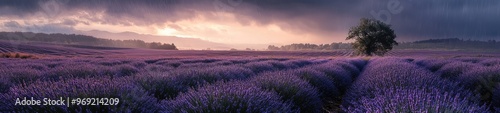 A Colorful Lavender Field During the Morning photo