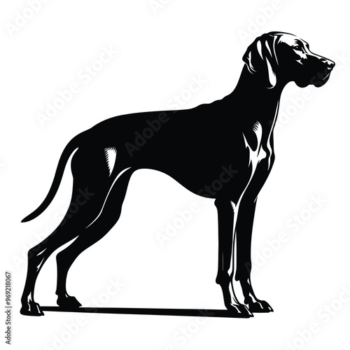 Silhouette of a Vizsla Dog