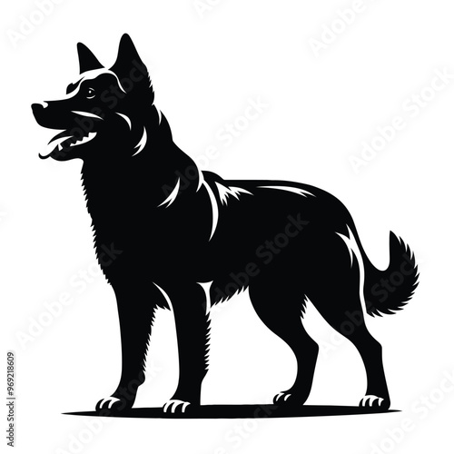  Silhouette of an Australian Cattle Dog