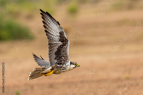 Lagger Falcon in flight hunting the spiny tailed lizards at Desert National Park, Jaisalmer, Rajasthan.