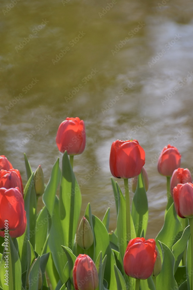 Obraz premium 水辺に咲くチューリップ 