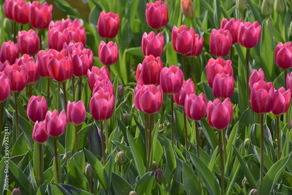 Fototapeta premium 画面いっぱいに広がるチューリップ畑 