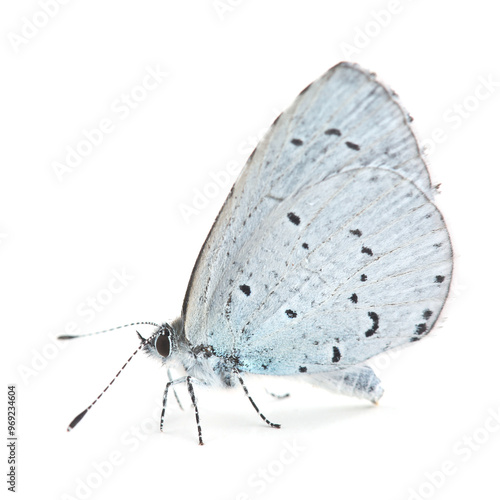 Butterfly  (Lycaenidae) isolated on white