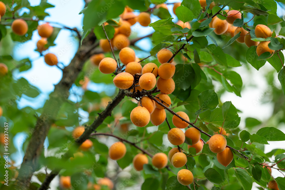 Branches full of ripe tasty apricot berries. Delicious apricots, orange juicy berries ready for harvest Branches full of ripe tasty apricot berries. Delicious apricots, orange juicy berries ready for harvest