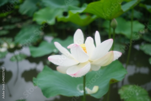 white water lily