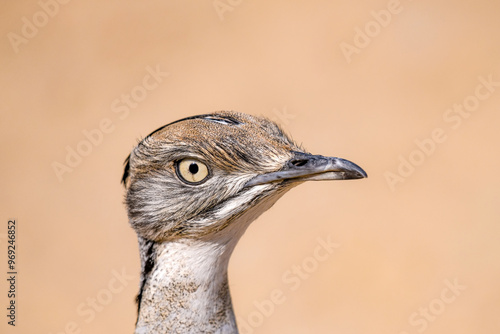 The Asian houbara, also known as MacQueen's bustard, is a large bird in the bustard family. It is native to the desert and steppe regions of Asia photo